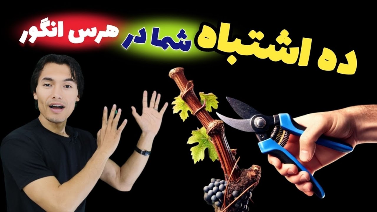 😭 ده اشتباه شما در هرس و شاخه بری انگور 👈 به شدت حاصلات کم میشود😢