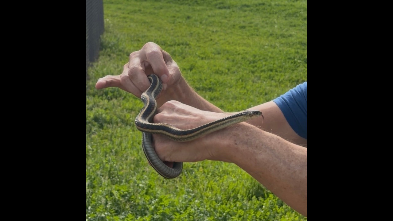 1st SNAKE AND BOOST LET'S TALK TECH