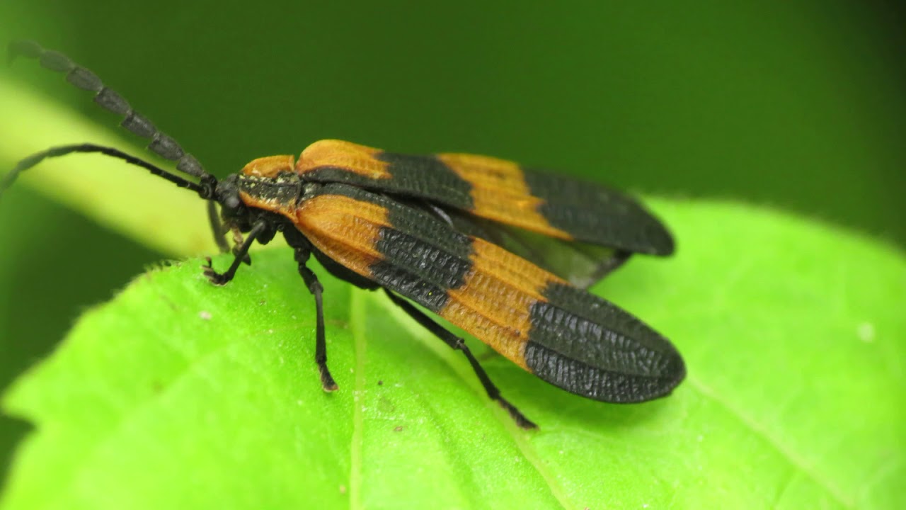 The Most Amazing Nature Macro Photography Video
