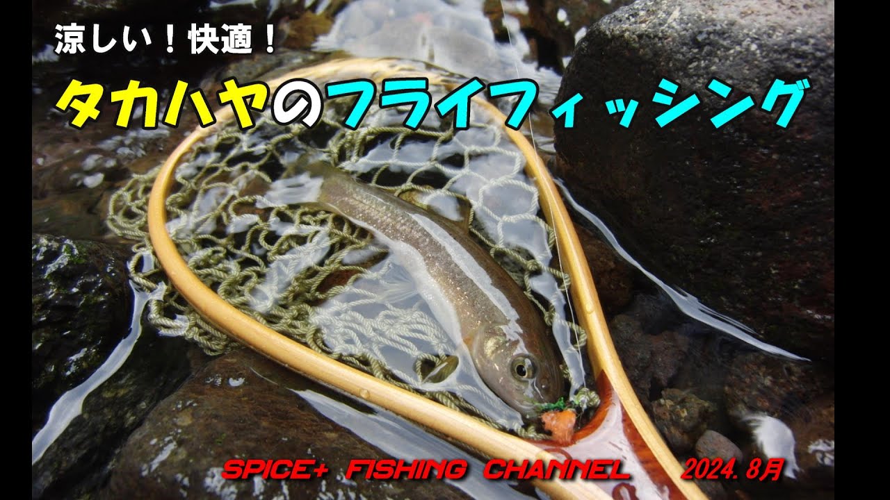 【オイカワ　フライフィッシング】最上流の渓流域に住むハヤを狙ってみたら