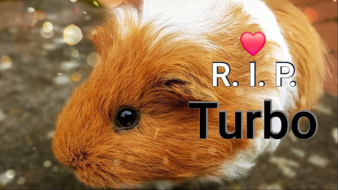 R.I.P. Turbo ❤️