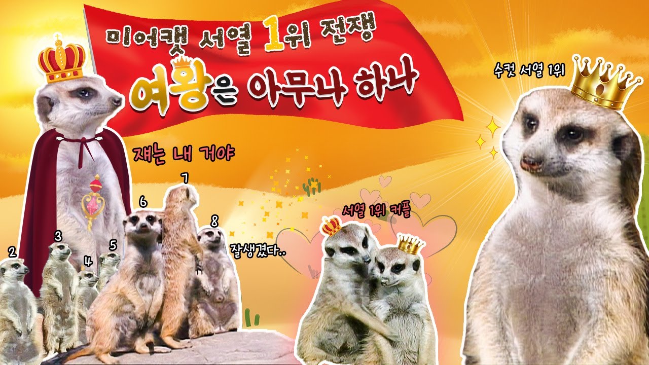 미어캣 서열 1위 전쟁‼ 여왕👸은 아무나 하나😎 [KBS대/세/남 With Animals] / KBS 방송