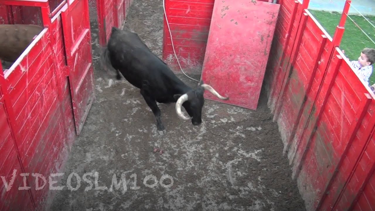 Carga de vacas y novillos del corral al camión (ganadería ARRIAZU)