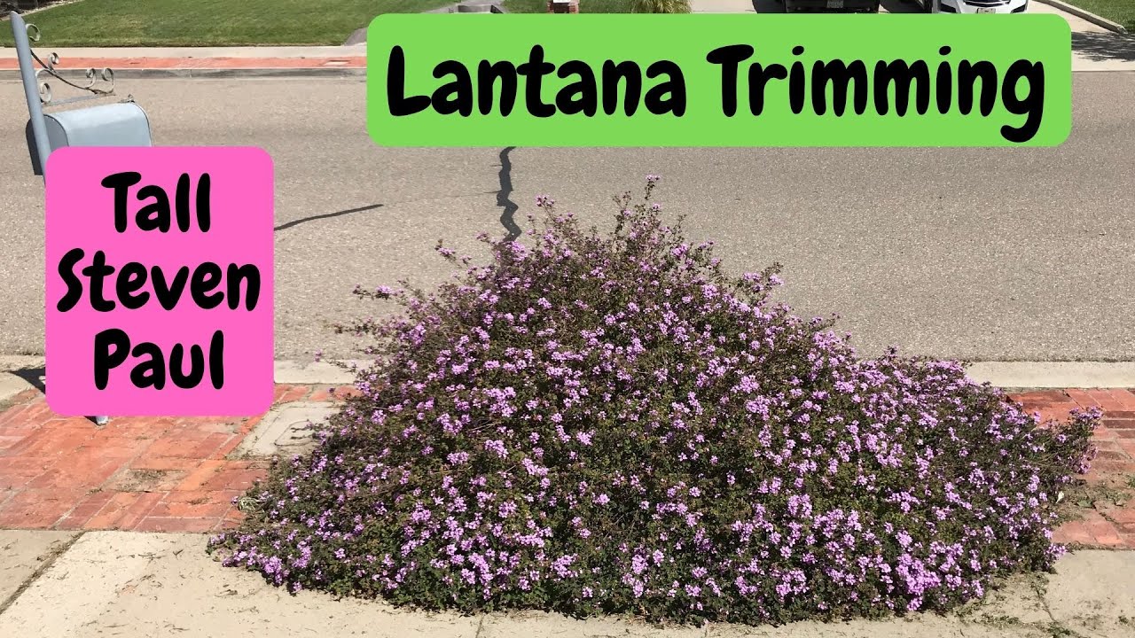 Lantana information and trimming