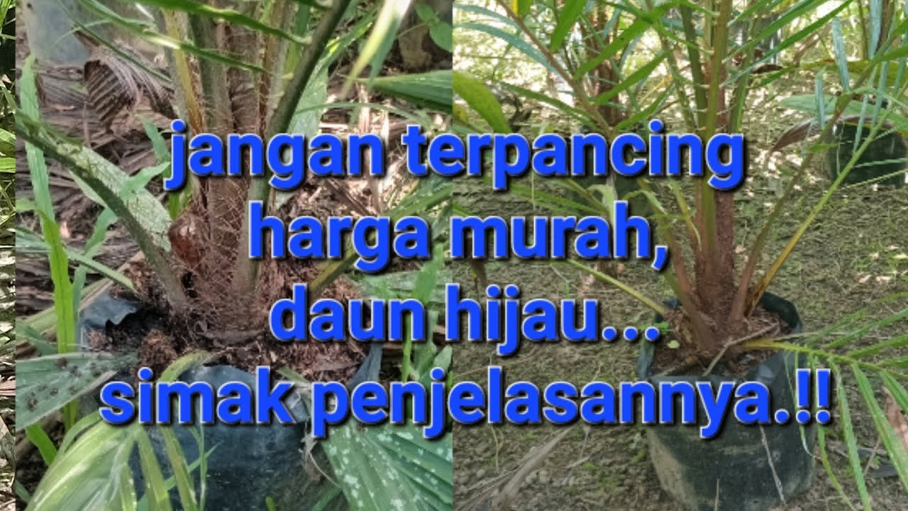 jangan asal pilih/bibit murah atau hijau, simak penjelasannya..!