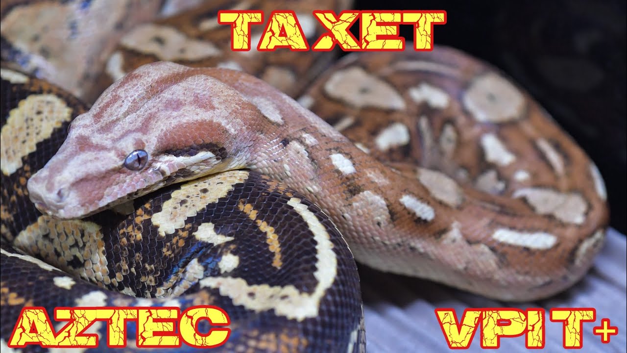Aztec VPI T+ (het Snow) Boa