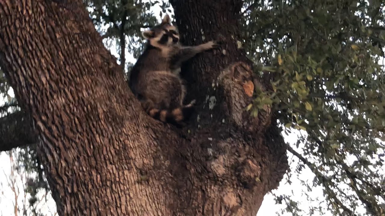 Doggo barks at #Raccoon in a tree (#Procyonidae)