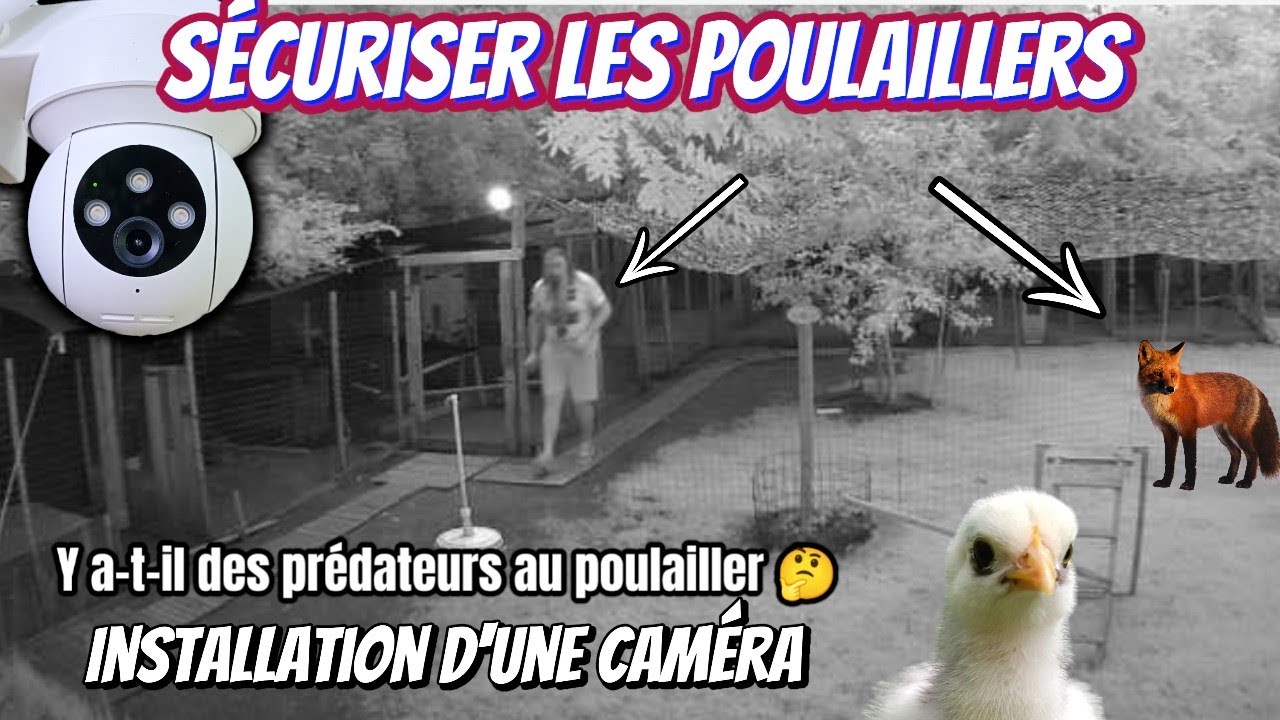 Comment protéger  les poulaillers des prédateurs !!