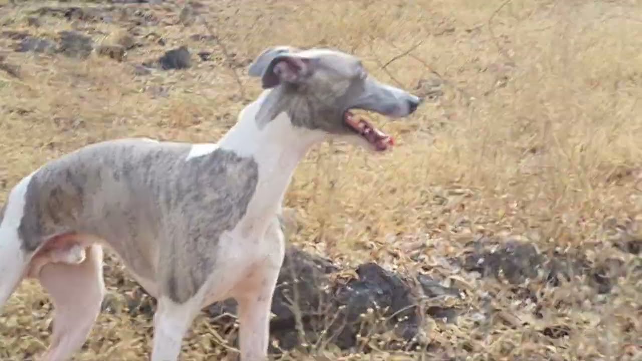 INSIDE THE RESTRICTED FOREST WITH FLASH THE WHIPPET DOG
