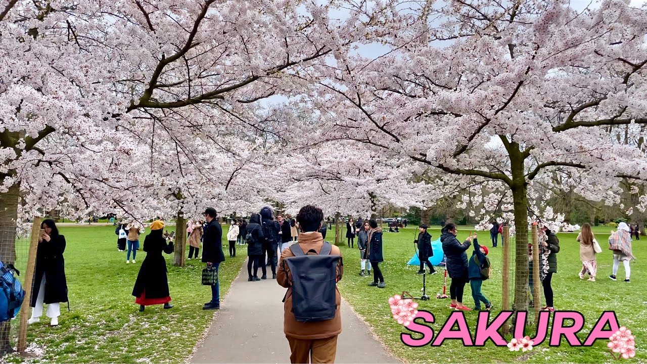 Cherry Blossoms at Battersea Park London 2021