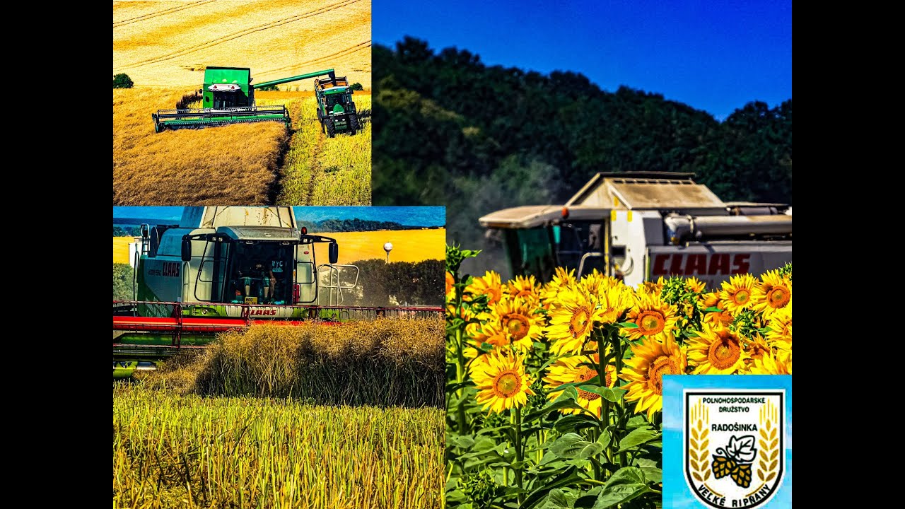 Mlátenie Repky Olejnej 🌾PD Radošinka Veľké Ripňany(Agroslužby BEPE Servis),Súkromník.