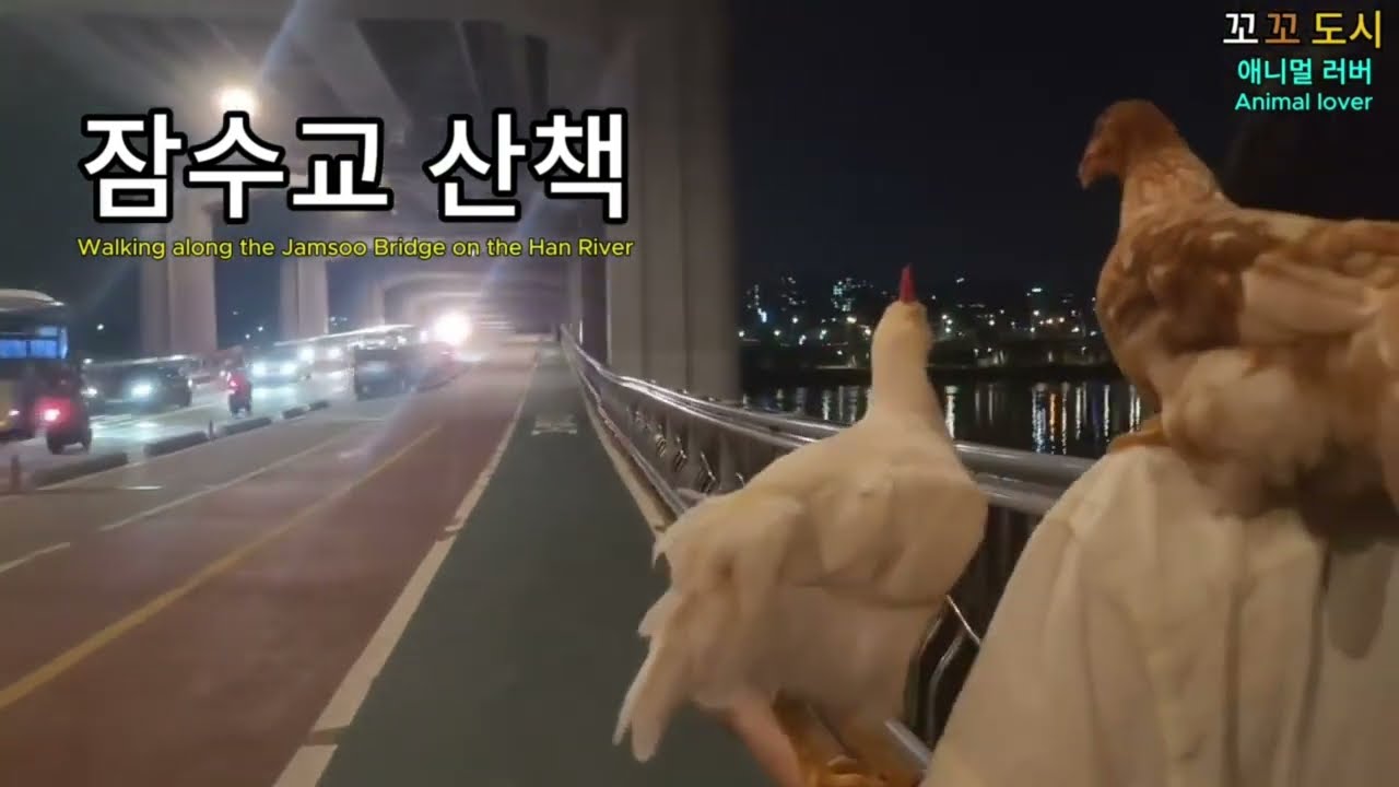 TAKE A WALK | CHICKEN | 닭과 함께 잠수교 산책