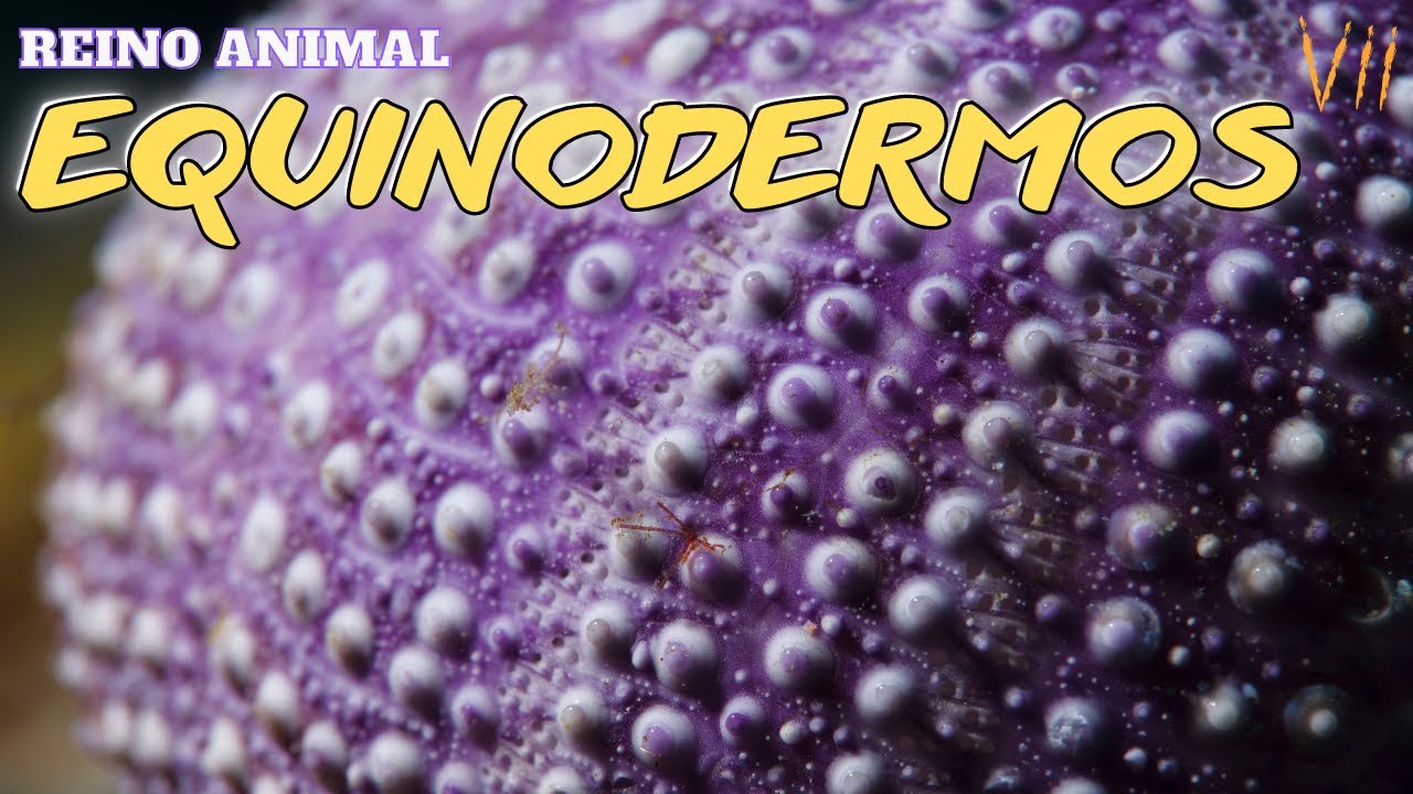 REINO ANIMAL - EQUINODERMOS