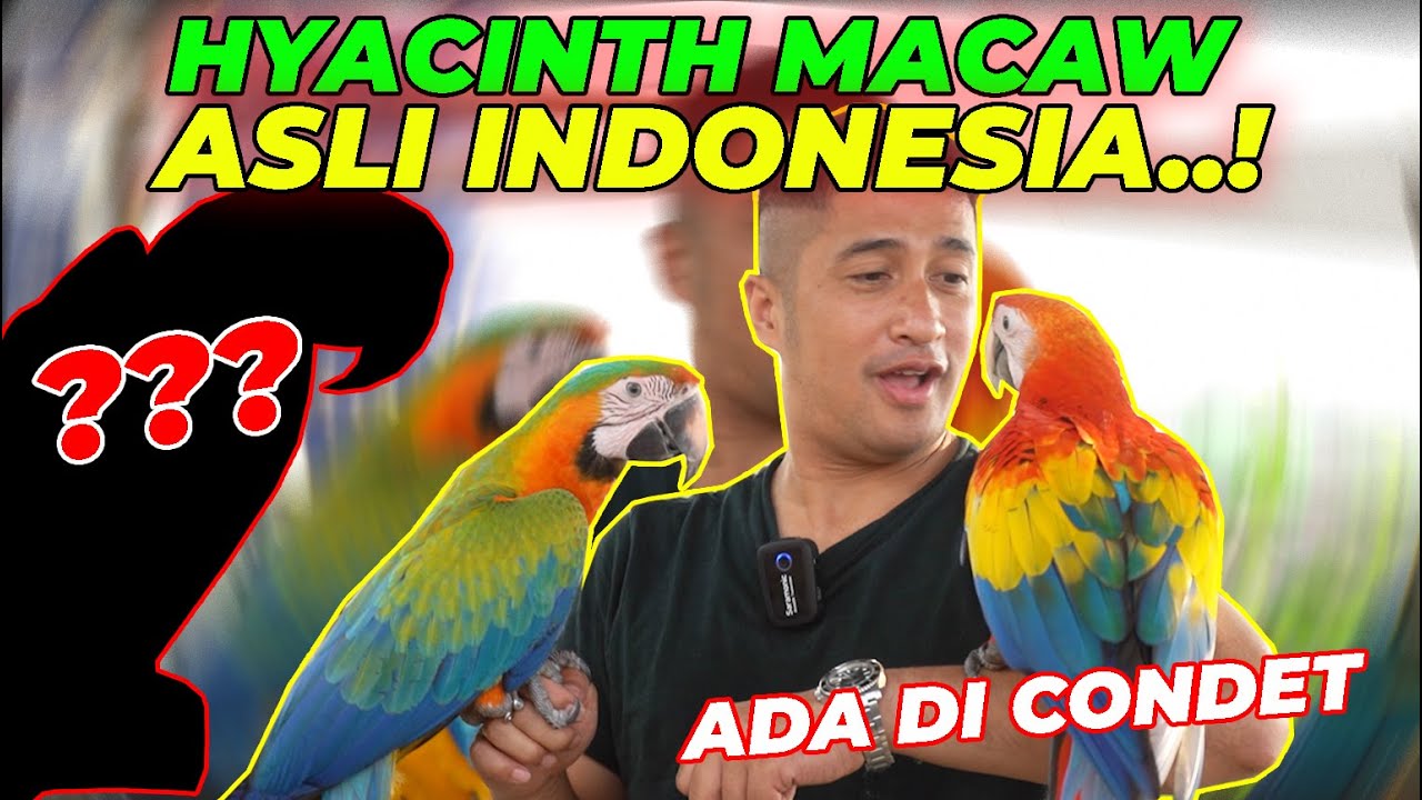 SULTAN SATU INI PUNYA HYACINTH MACAW ASLI INDONESIA..?? EH GATAUNYA..