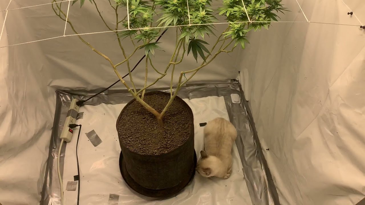 MARS HYDRO TSW 2000 CLOSET GROW LIVE SOIL #PhenoStar #Sourdiesel #homegrown #marshydro