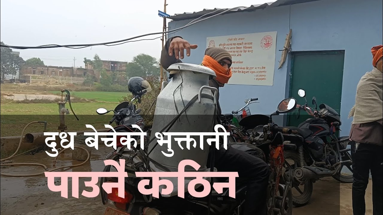 नेपालमा किसानले दूध बेचेकाे पैसा पाउनै कठिन छ ।