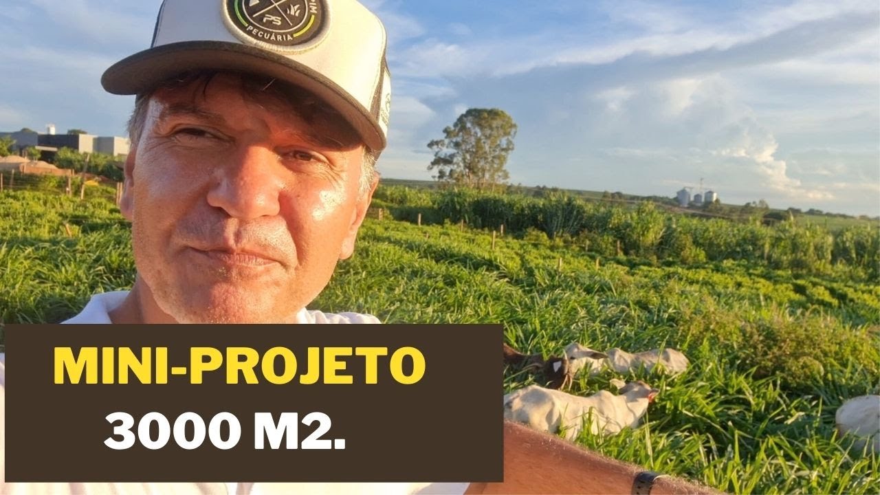 início do mini Projeto 3000m2 -  com o Capim kurumi e Brs Capiaçu.