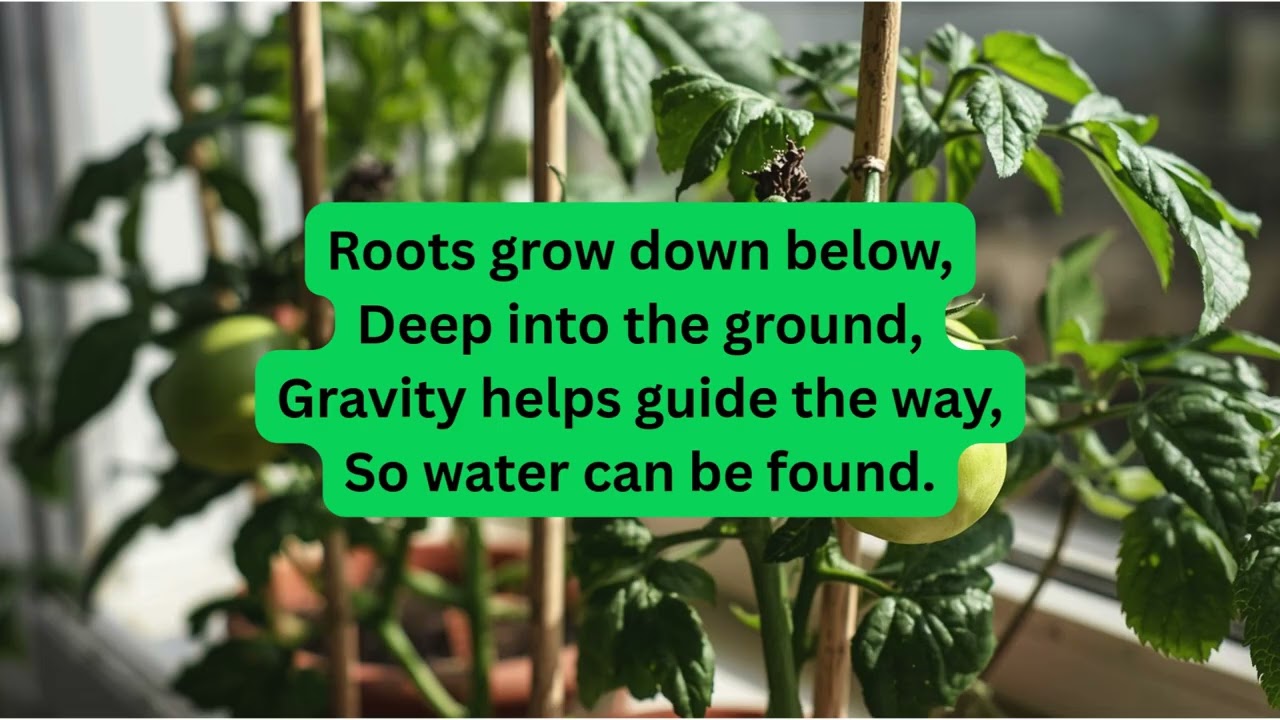 Plants Know When to Grow (Light, Gravity, Temperature & Touch) | Grade 4 Alberta Science Song 🌱
