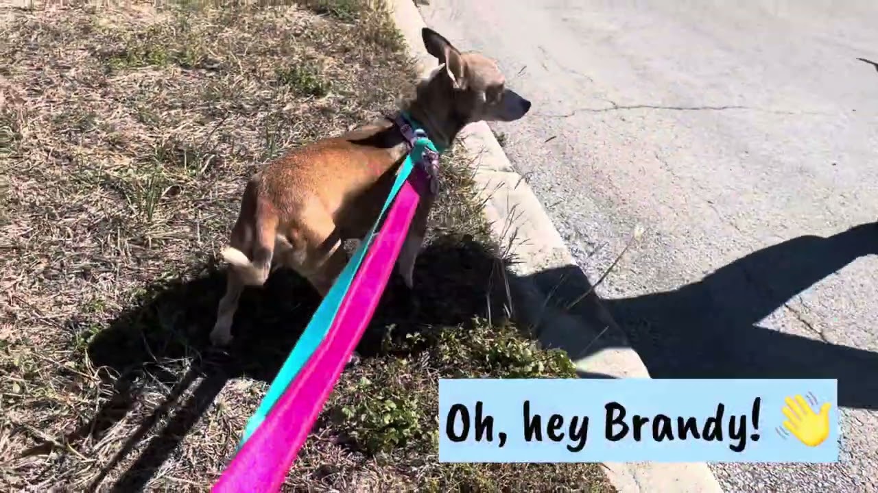 Small Dog Squad: Beau, Boo and Brandy