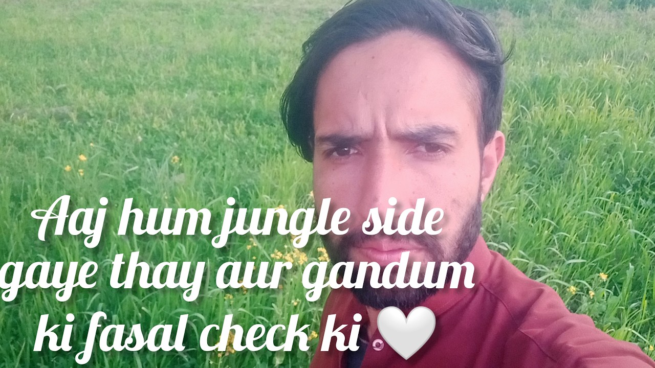 “Aaj hum jungle side gaye thay aur gandum ki fasal check ki 🤍Allah ka shukar hai fasal bohat achii 🌾