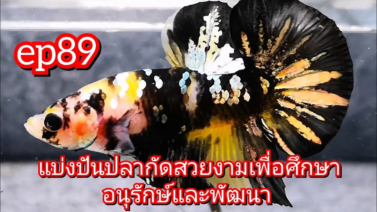 ep89 แบ่งปันปลากัดสวยงามเพื่อศึกษาอนุรักษ์และพัฒนา #ปลากัดสวยงาม #betta #เพาะปลากัด
