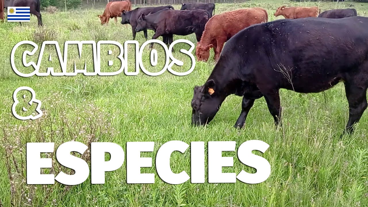 Cambios y especies