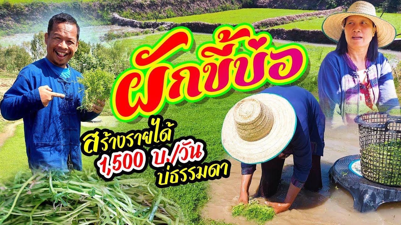 ผักขี้บ่อ สร้างรายได้ 1,500 บาท / วัน บ่ธรรมดา