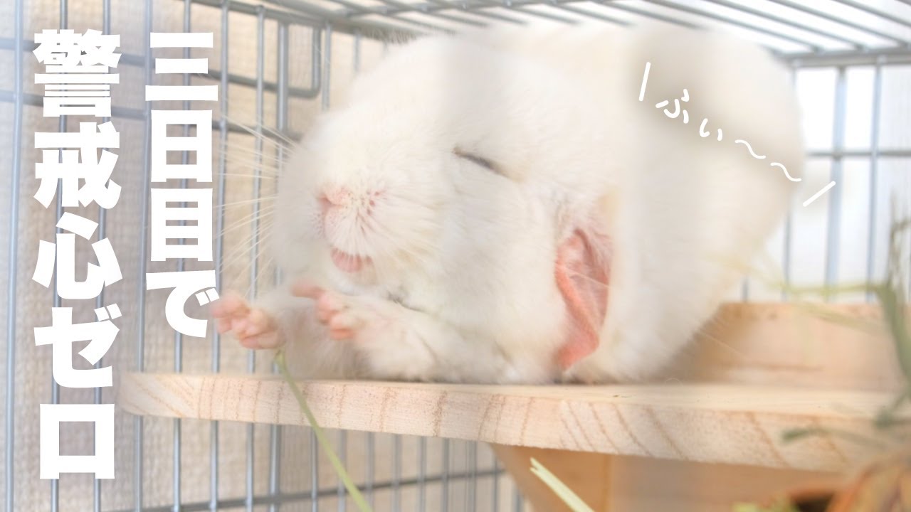 赤ちゃんチンチラの貴重な瞬間見れましたNo.160