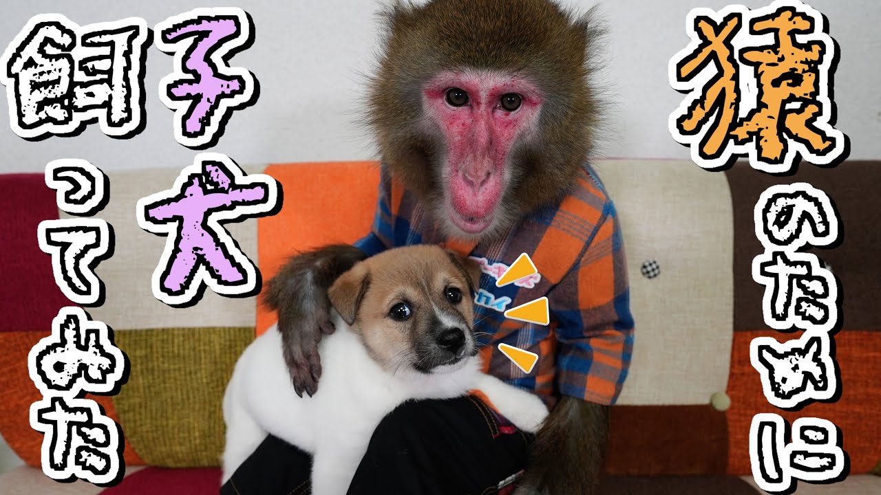 お猿さんのペットに保護子犬をお迎えしたら驚きの反応だった&hellip;！