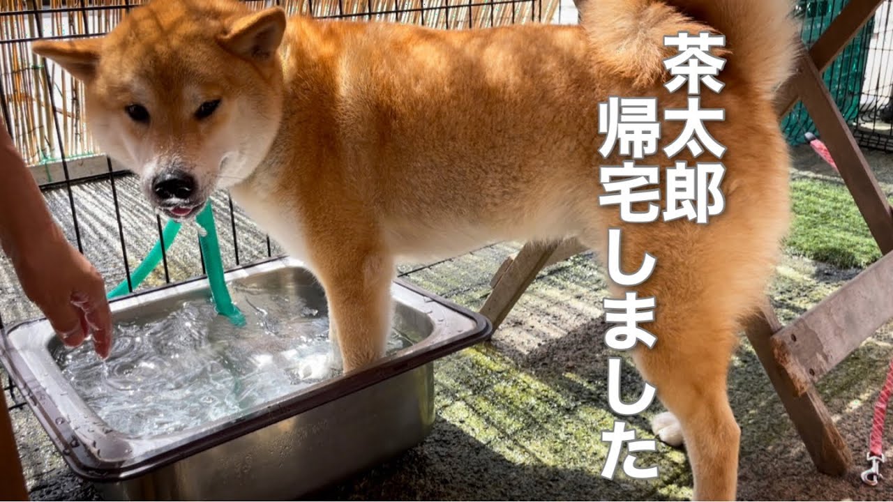 柴犬茶太郎が帰って来ました！
