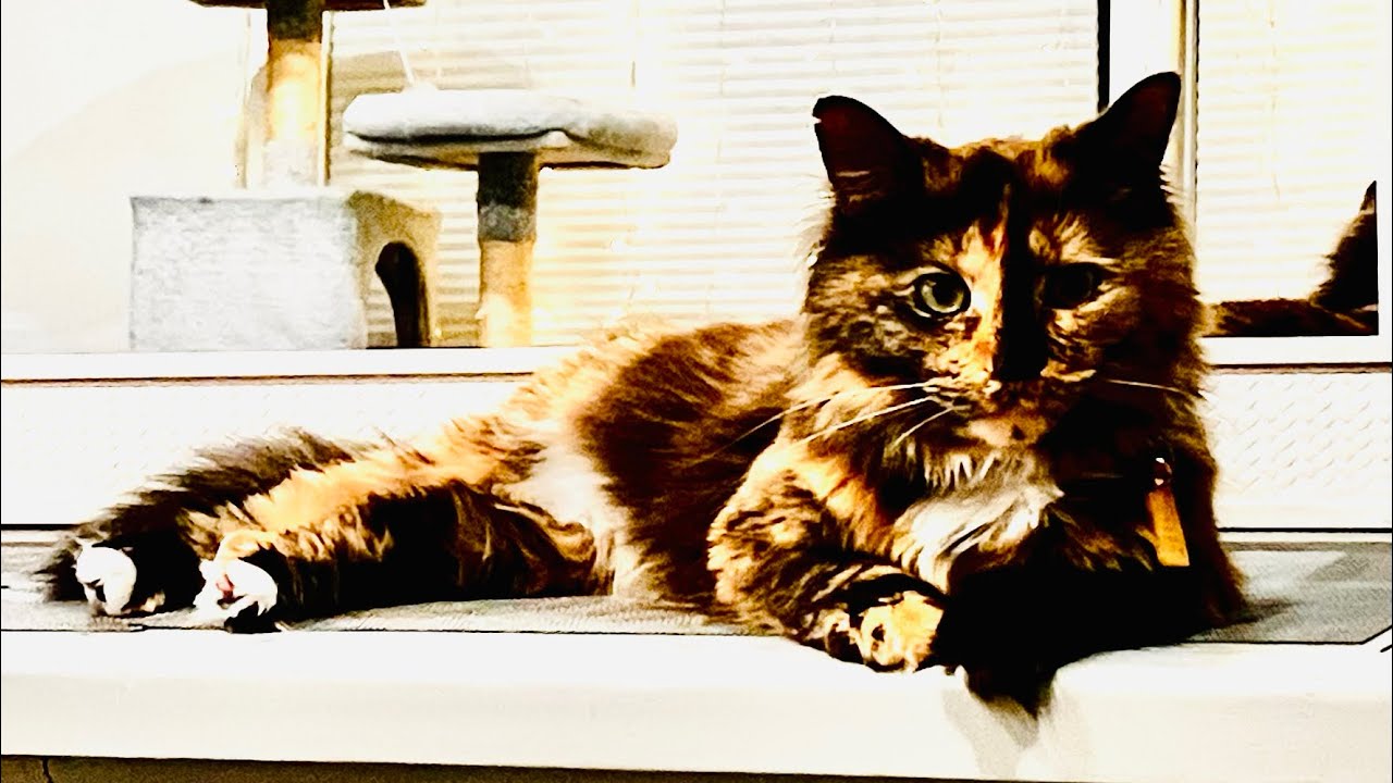 Memories of a kitten 