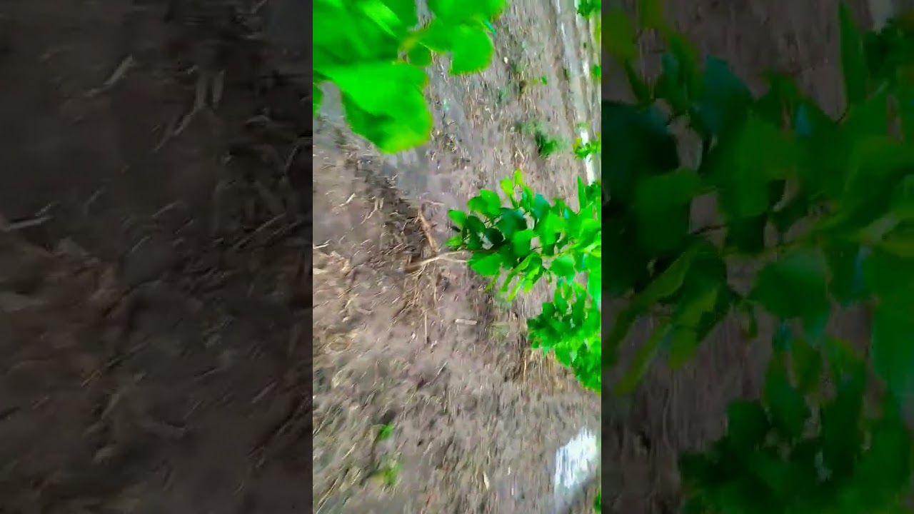 mulberry 