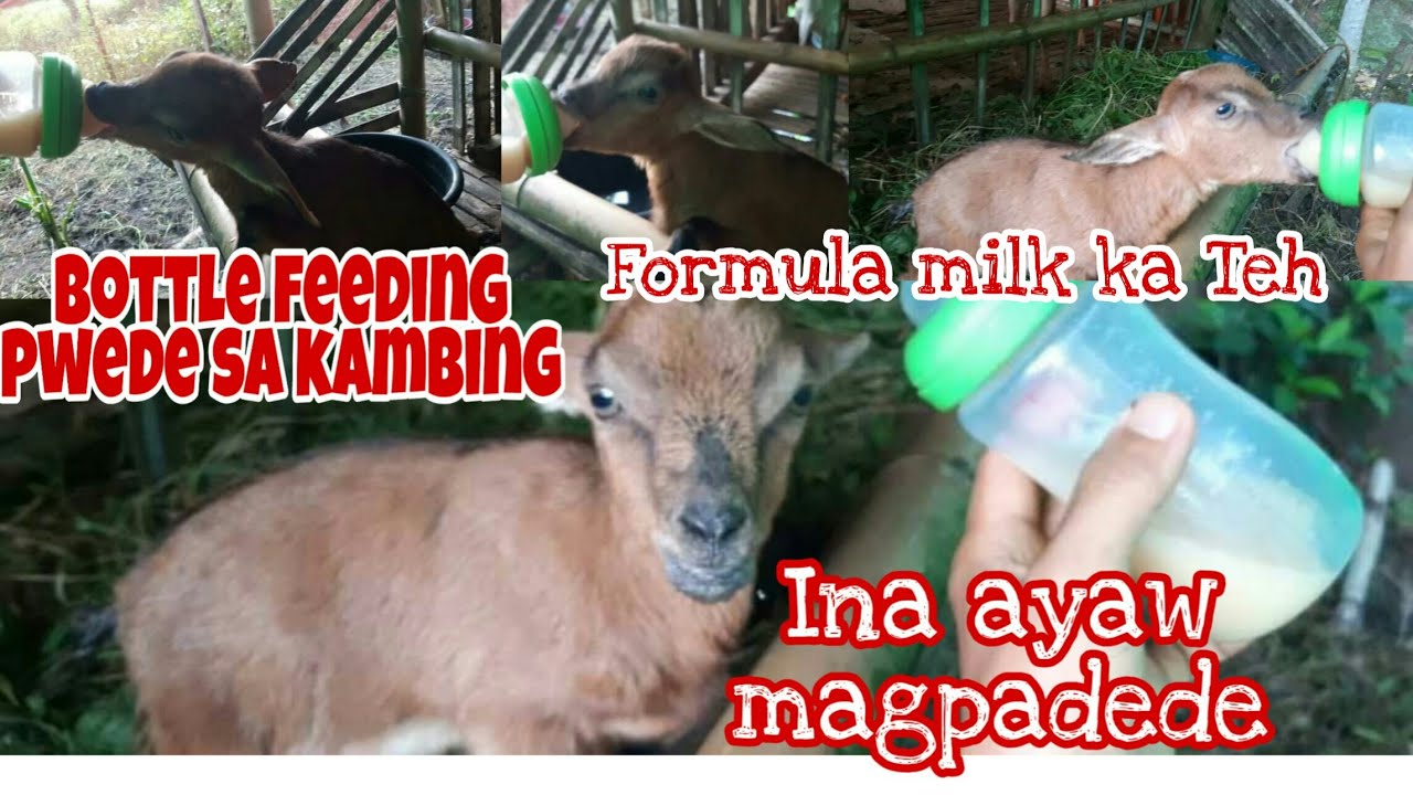 How to Bottle Feed a Baby Goat/Formula Feeding Tips/Paano magpadede ng batang Kambing