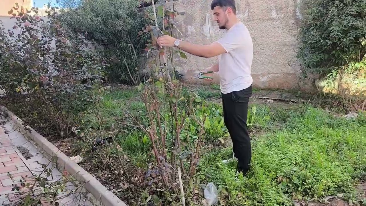 Gül çiçekleri budama zamanı 