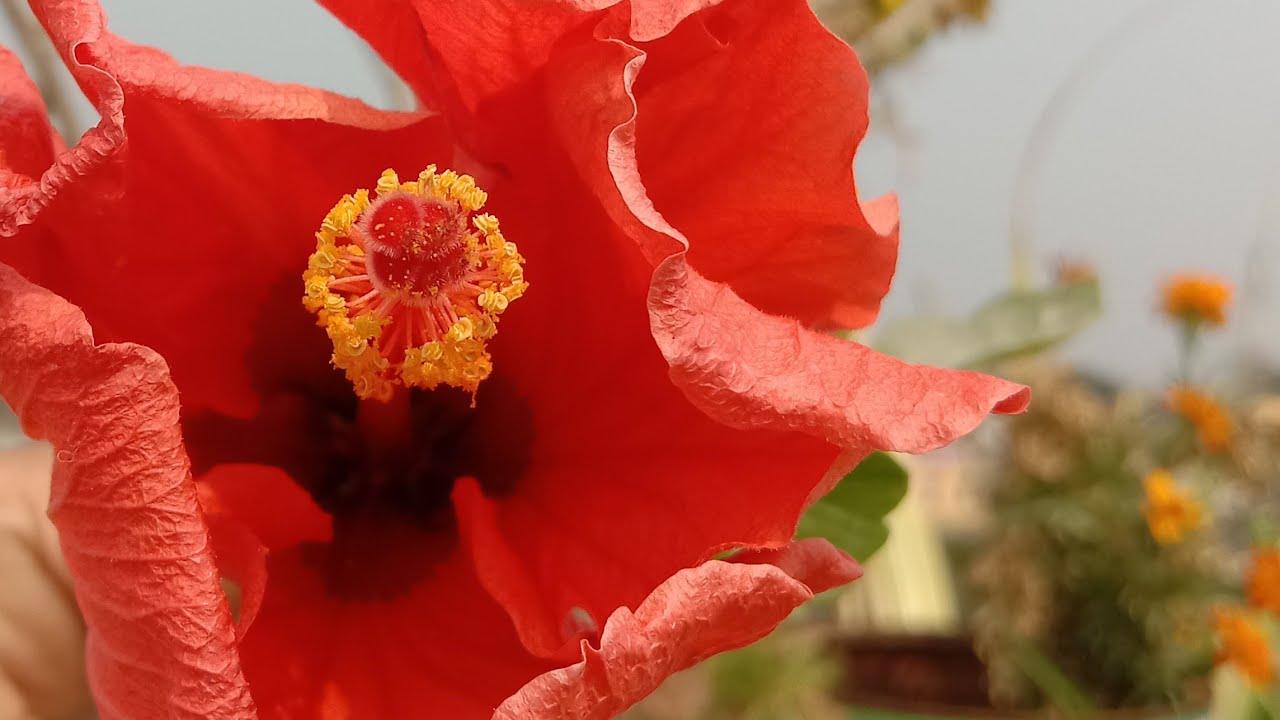 শুভ দুপুর লাইভে গল্প করবো বন্ধুরা 👈👈