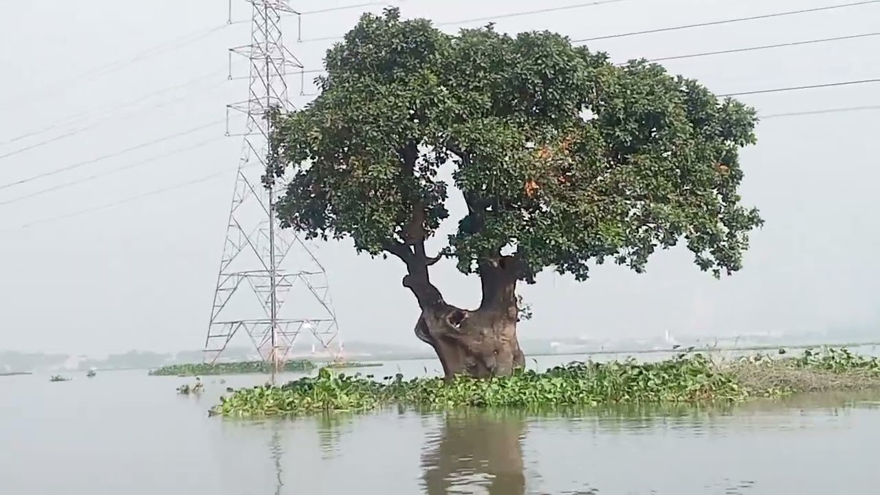 যমুনা নদী দেখে এলাম#reels #funny #travel 