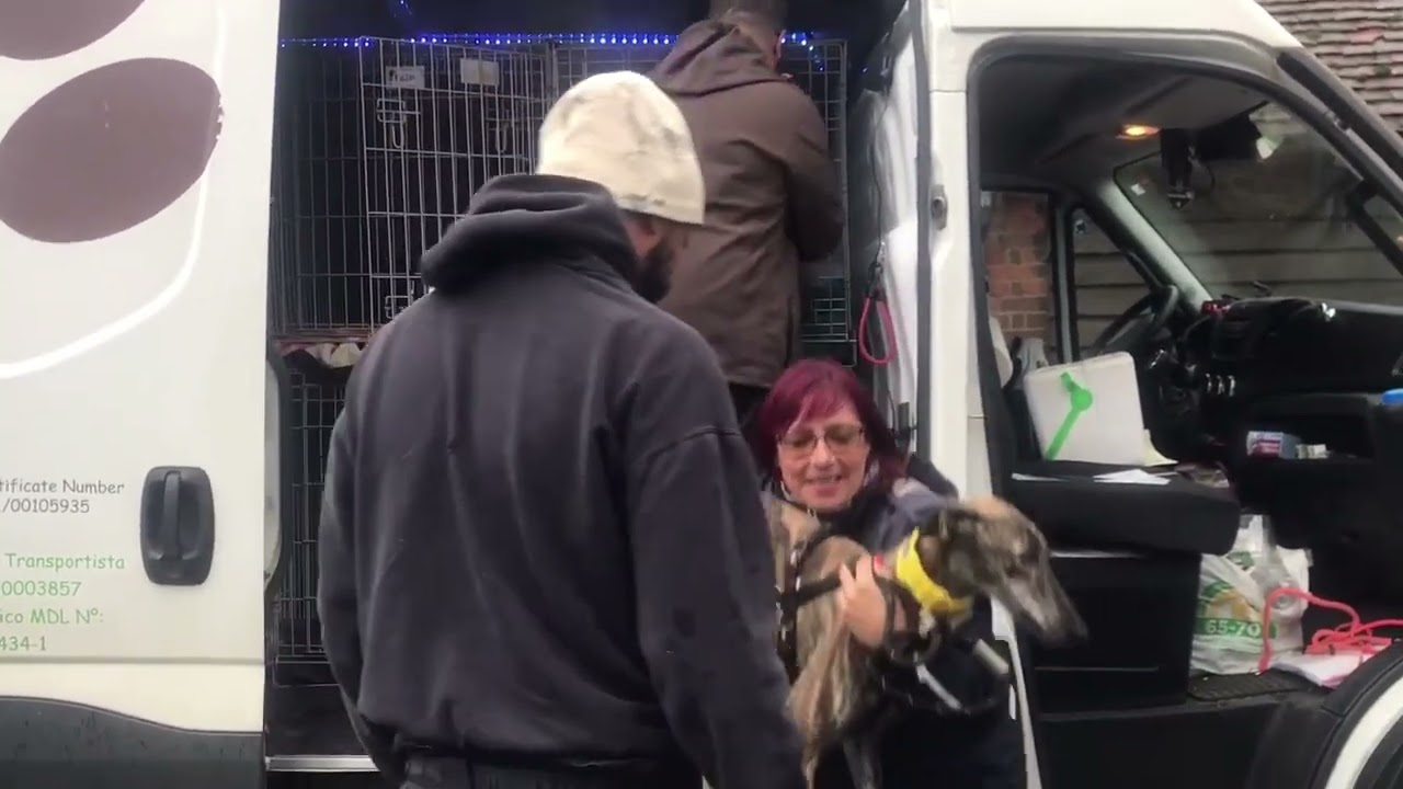 Greyhounds In Need: 'Our galgos have arrived' - 7nov22