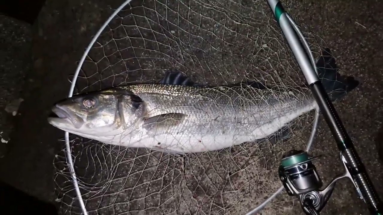 Enorme spigola a guadino con bolo Italica Aria Evolution Medium