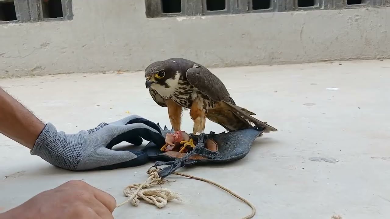 Hobby falcon out door training 