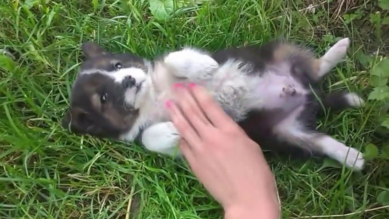 Story about homeless puppy 2016 HD