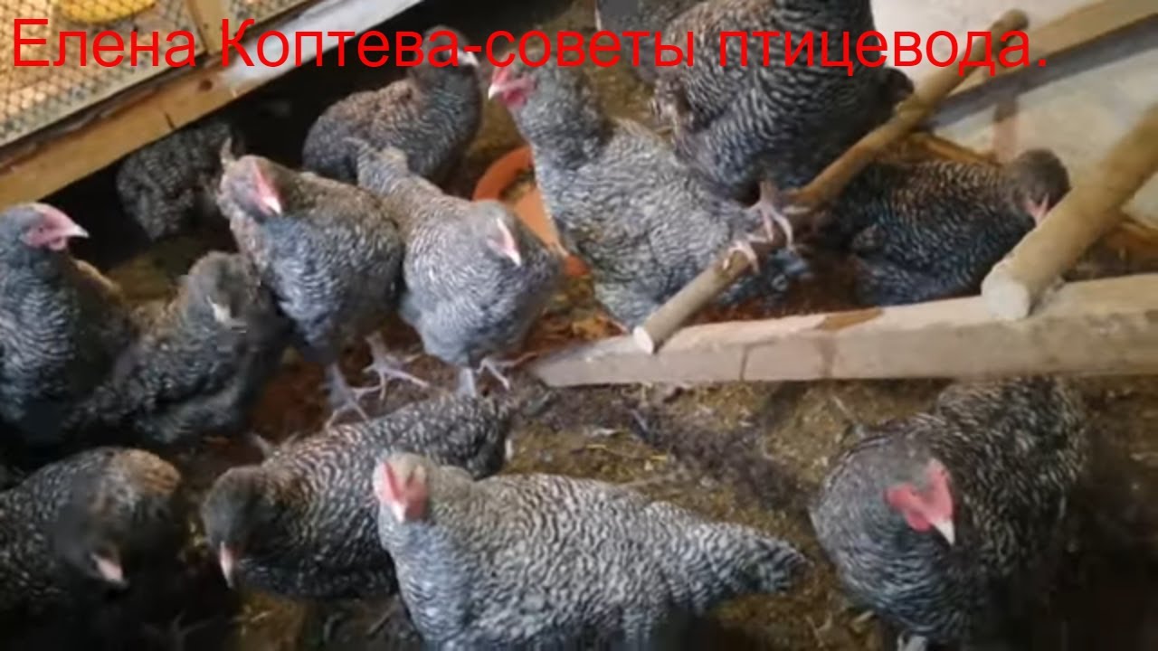 Уборка курятника. Петушки Мехеленской кукушки на откорм.