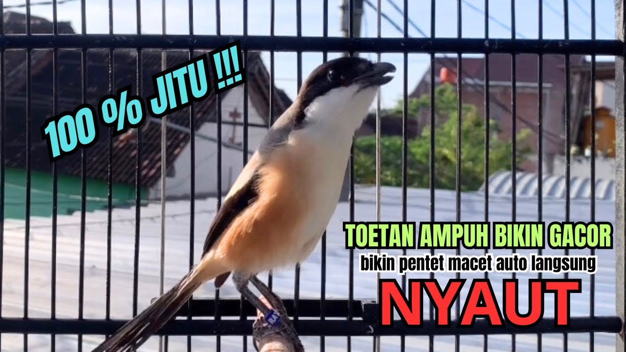 burung cendet gacor isian MEWAH untuk PANCINGAN CENDET AGAR BUNYI bikin BURUNG PENTET GACOR SEKETIKA