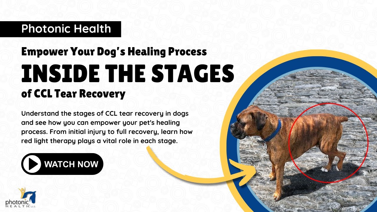 Empower Your Dog's Healing Process: Inside the Stages of CCL Tear Recovery