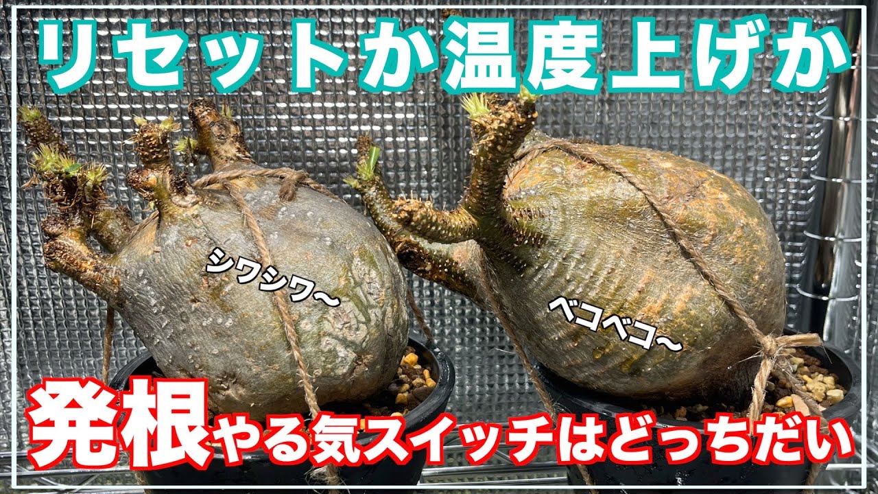 【グラキリス】全然発根しない株はこうやってやる気にさせます｜パキポディウム｜Pachypodium｜gracilius｜発根管理
