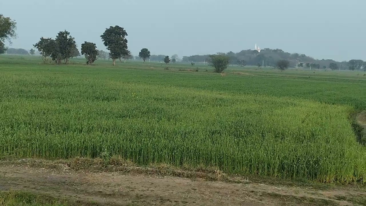 70 beega jamin.shind river ka pani with kuaa, light all facilities 9303561366