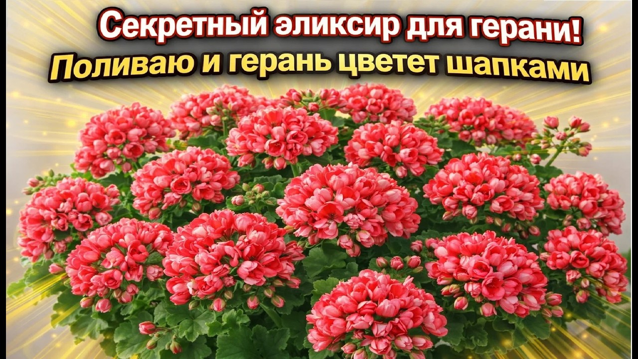 НАЛЕЙ в ГЕРАНЬ и любой цветок вмиг зацветет крупными шапками!