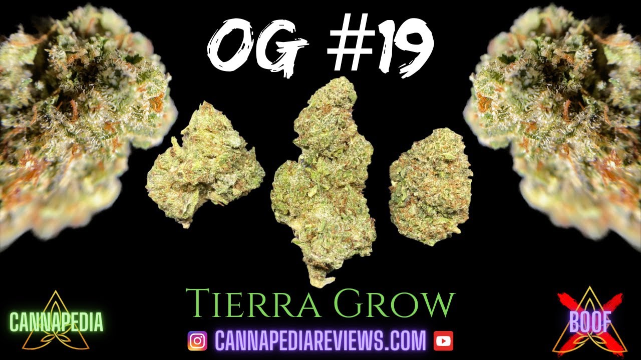 OG #19 Strain Review - Tierra Grow - Cannapedia