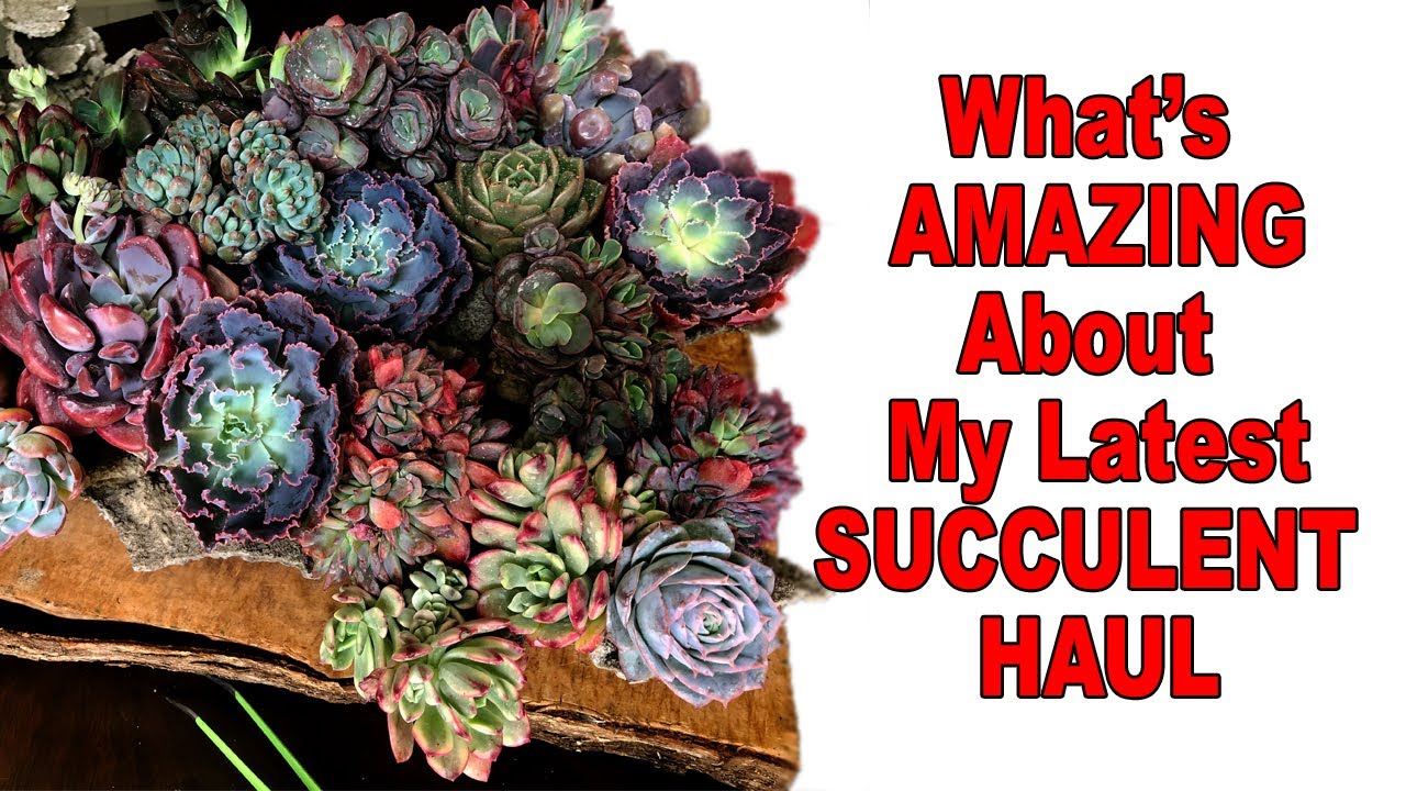 What's Amazing About My Latest Succulent Haul! @ChopstickandSucculents