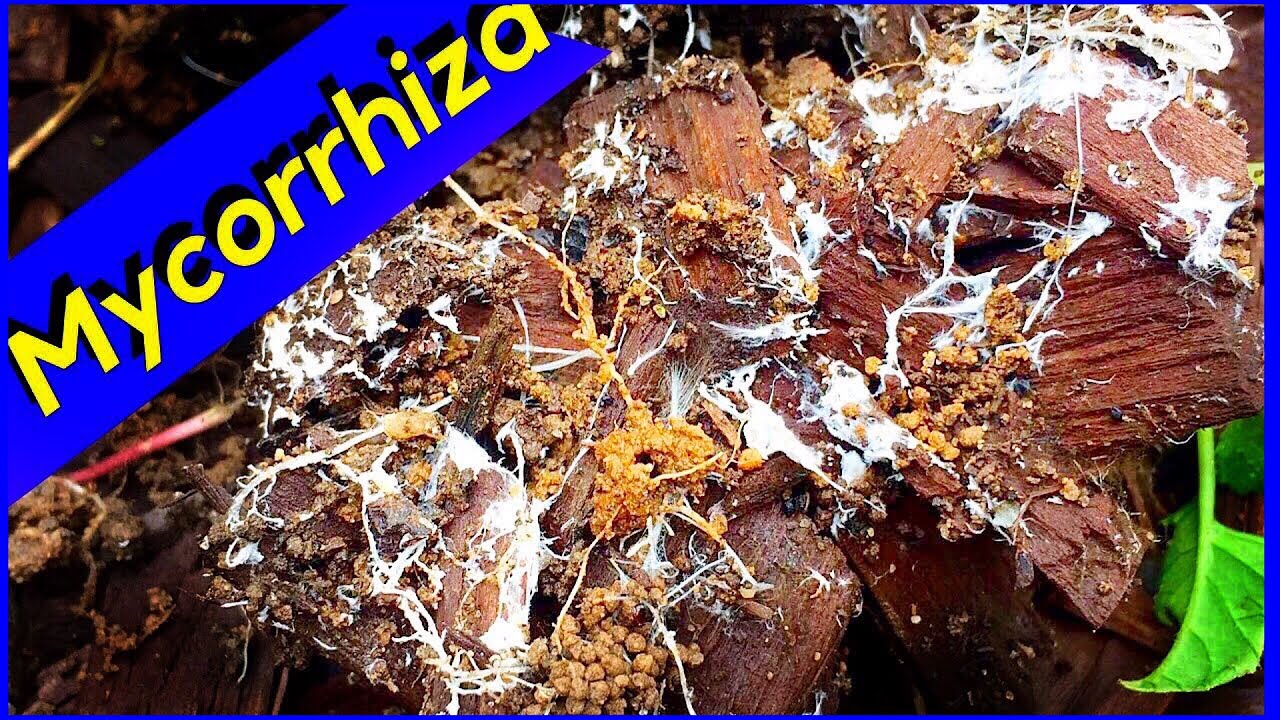 Mycelium Growth - Wood Chips (Mycorrhiza Fungi)