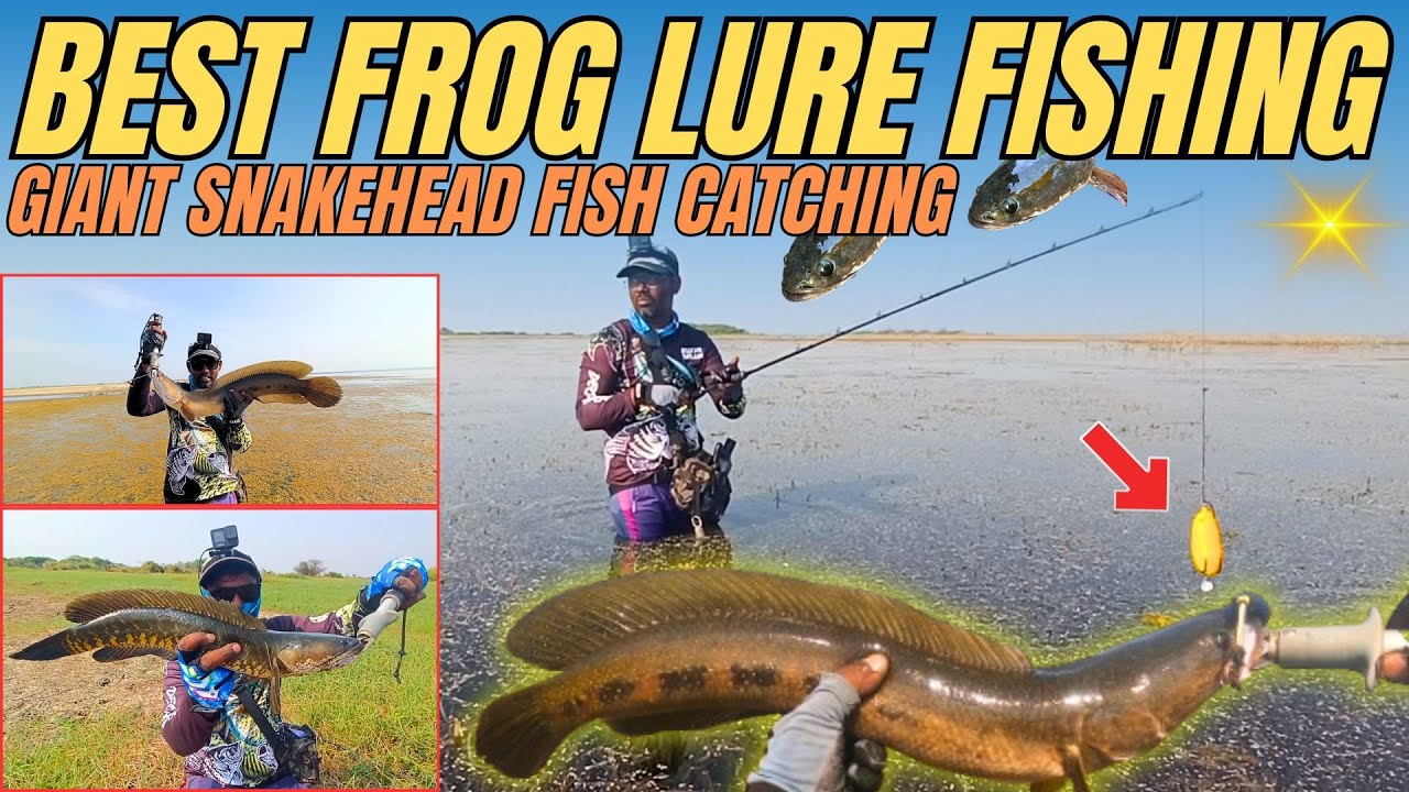 हैदराबाद स्नेकहेड मरल फिशिंग | SNAKEHEAD FISHING SPOTS | HALLOW BODY SNAKEHEAD FISHING |FISHING FISH